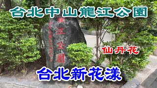 台北新花漾｜台北中山#龍江公園仙丹花 @ H.Y.