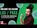 LE SYSTEME ENDOMEMBRANAIRE : 🧫 Réticulum Endoplasmique, Appareil de Golgi, Lysosome, Endosome...