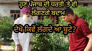 ਪੰਜਾਬ ਦੇ ਘਰਾਂ 'ਚ ਬਦਾਮ ਕਿਵੇਂ ਲਗਾਈਏ ? ਦੇਖਿਓ | Harbhej Sidhu|Sukhjinder Lopon|Dr.Pal Singh|Almond tree|