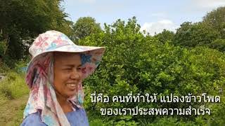 EP 20. ข้าวโพดหวานแดงราชินีทับทิมสยาม กับความสำเร็จ ของสวนเรา ฟาร์มคุณแม่เปล่ง อ.ตากฟ้า นครสวรรค์