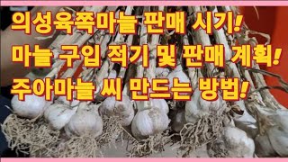 의성육쪽마늘 판매 시기! 마늘 구입 적기 및 판매 계획! 주아마늘 씨 만드는 방법!(농사의신)