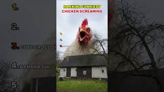 Ranking Funniest Chicken Screams 🐔🤣