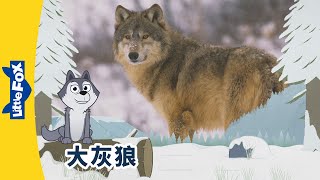 [4K] 认识动物 - 大灰狼 ( Meet the Animals - Gray Wolf) | 野生动物 | Animals | Chinese | By Little Fox