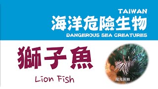 海底映像精選 海洋危險生物『獅子魚 Lion Fish』