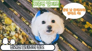 반려견 말티즈 귀족견에 대해서 알아보기Learn about the Maltese noble dog