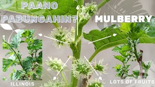 HOW TO PRUNE MULBERRY PLANTS IN POTS - PAANO PABUNGAHIN ANG MULBERRY (ILLINOIS VARIETY)