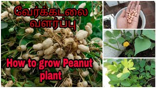 How to grow peanut plant | வேர்க்கடலை வளர்ப்பு | maadithottam | Land of Nature