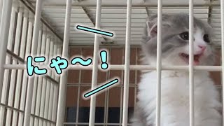 ケージから出たい子猫の必死な鳴き声【スコティッシュフォールド】【しつけ】