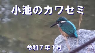 yshr kzm ★小池のカワセミ