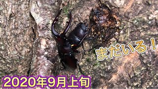 カブトムシシーズンが終わるとクワガタが出てきます。[クワガタ採集2020年9月上旬]