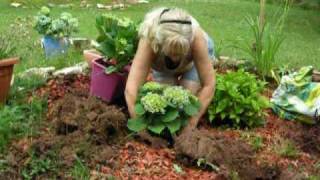 Anlage eines Hortensienbeets