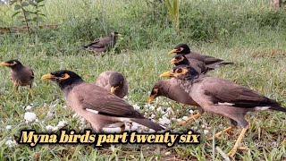 Myna birds part twenty six | SAME CHANNEL