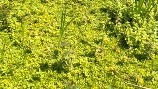 CREEPING JENNY  BAY - LYSIMACHIA NUMMULARIA 2