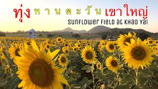 Sunflower Field at Khao Yai Thailand | Manee Sorn Farm | Cinematic Travel Video