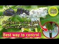 Ant and Mealy bug control | மாவுப்பூச்சி அழிப்பது எப்படி | terrace garden ideas in tamil