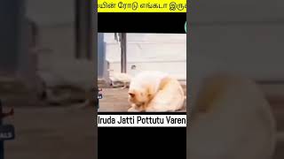 🦆🦆மெயினர்ரோடு எங்கடா இருக்கு 😂🐶 #comedy #shorts #shortsfeed #dog #animals