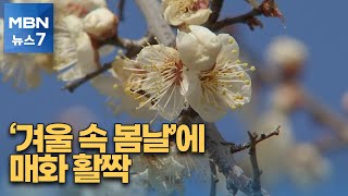 '겨울 속 봄날'에 매화 활짝…'얼음판 사고' 주의보 [MBN 뉴스7]