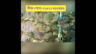 বারি-৮ আগাম সীম