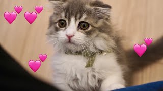 お兄ちゃんたちから教育的指導を受けた子猫がコチラ【スコティッシュフォールド】