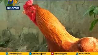 Sankranthi Festival | Cock Fight | Special Story
