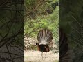 అందమైన నెమలి నాట్యం చేస్తున్నాయి అడవి లొ youtubeshorts birds peacock