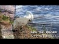 北の道の駅「ウトナイ湖」で見かけた白鳥（マグロちゃん present）