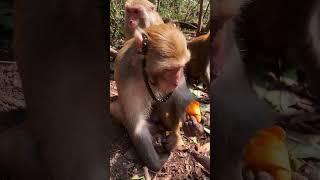 Poor Monkeys #Monkey #animals #Shorts #BeeLeeMonkeyFans 1