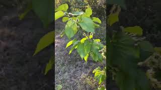 Worlds Best Thai Dwarf Mulberry Fruiting Early 1/18/22 central Florida zone 9B