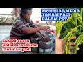 menanam padi dalam pot/ polibag