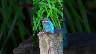 カワセミ調布地区お嫁さん ショート 2024 05 03#カワセミ #birds #野鳥 #nature #birdwatching #自然観察ぶらり散歩