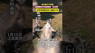 动物园内环尾狐猴张开双臂晒太阳，力量感十足 #神奇动物在抖音 #动物园 #可爱