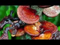 the father of tonic herbalism on reishi mushrooms