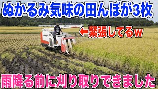 【初心者ぬかるみ田んぼ】雨降る前に刈り取りました 30代米作り奮闘記#291