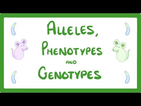 What is a homozygous and heterozygous phenotype?