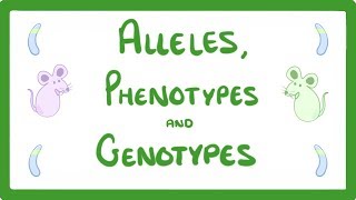 GCSE Biology - DNA Part 2 - Alleles / Dominant / Heterozygous / Phenotypes and m