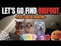 Cat MEMES: LET'S GO FIND BIGFOOT!