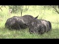 dozing male white rhinos lying in the shade