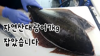 횟집 자연산 광어 대광어 7kg 오로시 손질 해봤습니다 숙성 과정 Korean Seafood Sashimi