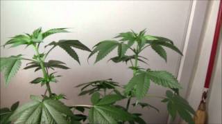 DNA's Pure Afghani~ Watching the Plants Grow~ (Part Two) Plant Sexing from Seed