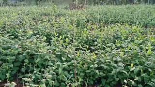 biggest plumbago indiga cultivation Kerala (കേരളത്തിലെ ഏറ്റവും വലിയ ചെത്തിക്കൊടുവേലി കൃഷി )