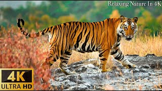Animals Of The World 4K: Asian tiger, ... - Scenic Wildlife Film With Calming Music