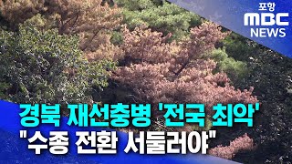 경북, 소나무재선충병 감염 비율 1위..\