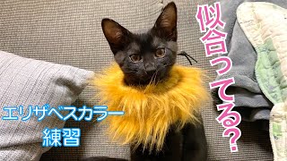 【保護猫】避妊手術前に練習をする子猫たち