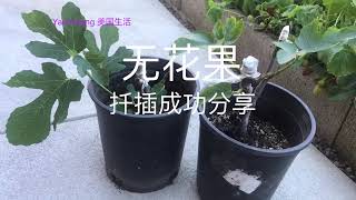 无花果扦插成功分享https://youtube.com/@yanhuang6825