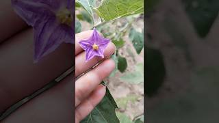 😃 baingan ke phool jhadane se kaise roke || flower drop in Brinjal || brinjal plant care tips 🍆😆