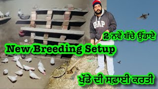 ਖੁੱਡੇ ਦੀ ਸਫ਼ਾਈ ਕਰਤੀ॥New Breeding Setup॥ਦੋ ਨਵੇਂ ਬੱਚੇ ਉੱਡਾਏ॥#bindalakhanpuria #ਕਬੂਤਰ #viral #video