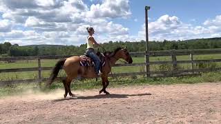 Wylie - 2006 Dun gelding