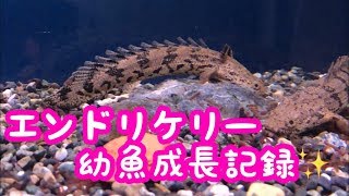 エンドリケリー幼魚 成長記録✨