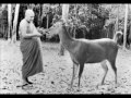 ajahn chah wholehearted training