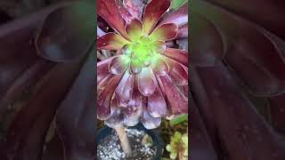 Aeonium